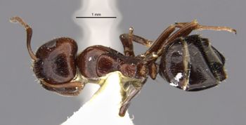 Media type: image;   Entomology 29495 Aspect: habitus dorsal view